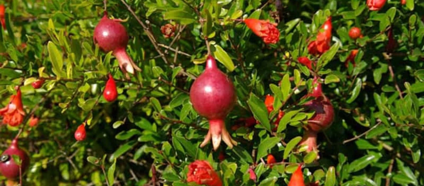 Ακόμα ένα όφελος αυτής της τροφής που δεν γνωρίζαμε